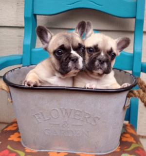 AKCFrenchBulldogpuppies